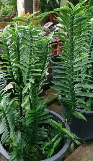 Devil,s backbone plant