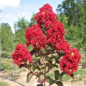 Crape Myrtle furush (red)