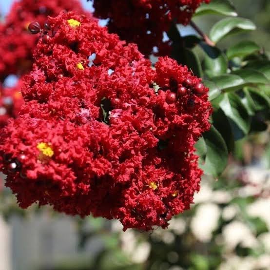 Crape Myrtle furush (red)