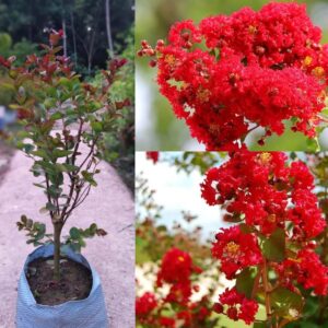Crape Myrtle furush (red)