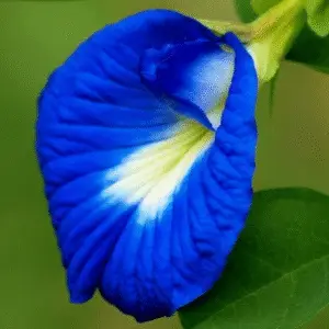 Aparajita Blue Butterfly Pea seeds( 05 nos)