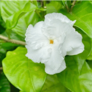 Tagar double petal