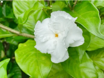 Tagar double petal