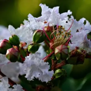 Crape Myrtle Furush (white)