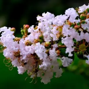 Crape Myrtle Furush (white)