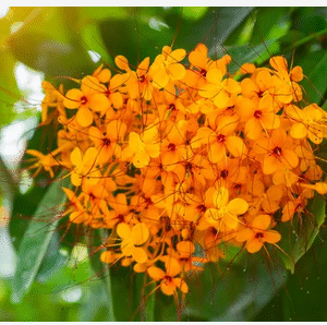 Ashoka plant