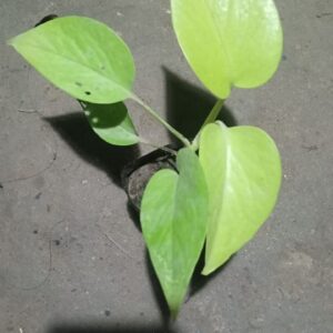 Money plant (golden)
