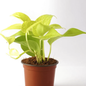 Money plant (golden)