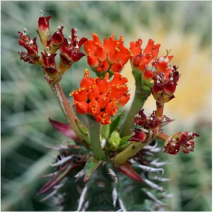 Euphorbia viguiri cactus