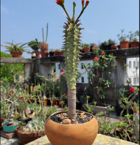 Euphorbia viguiri cactus