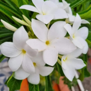 Nag champa (Plumeria Pudica)