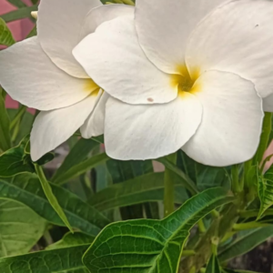 Nag champa (Plumeria Pudica)