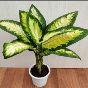 Dieffinbachia Camille
