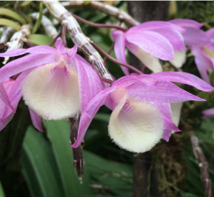 Dendrobium aphyllum orchid
