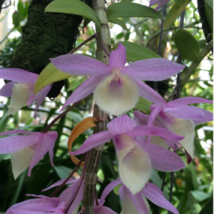 Dendrobium aphyllum orchid