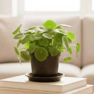 Pennywort - Coin Plant