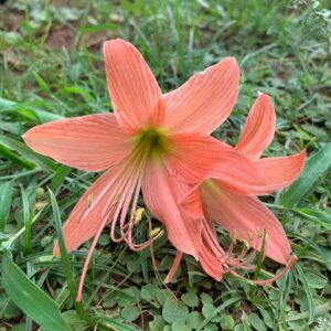 Amaryllis Lily Peach Color Plant Bulb