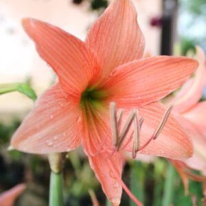 Amaryllis Lily Peach Color Plant Bulb