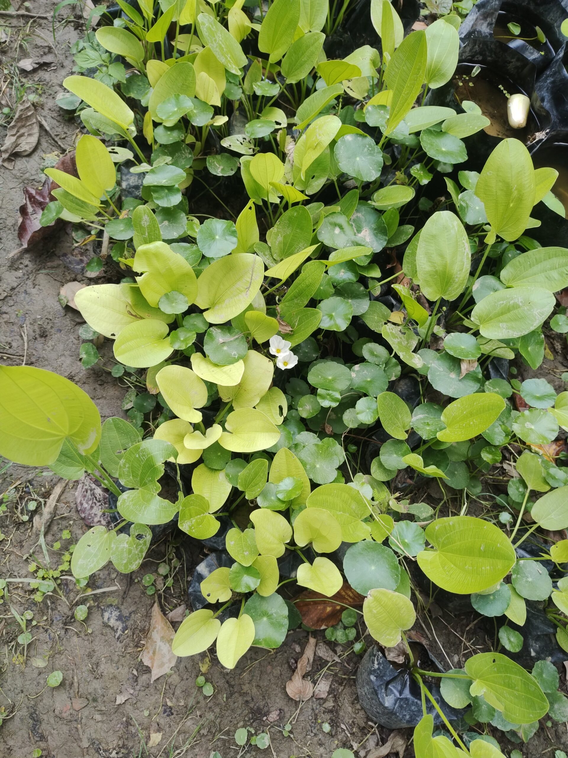 Mexican Sword Plant - Image 4