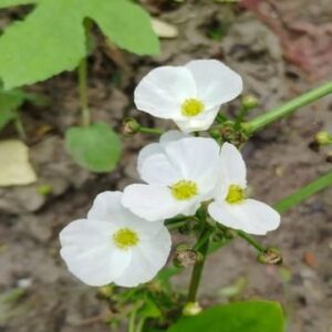 Mexican Sword Plant