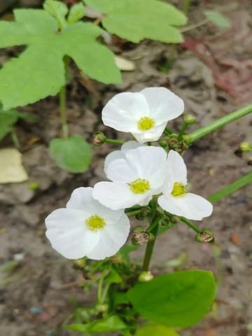 Mexican Sword Plant - Image 2