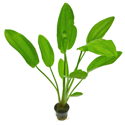 Mexican Sword Plant