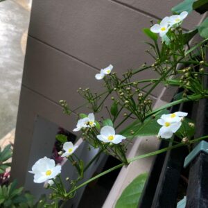 Mexican Sword Plant