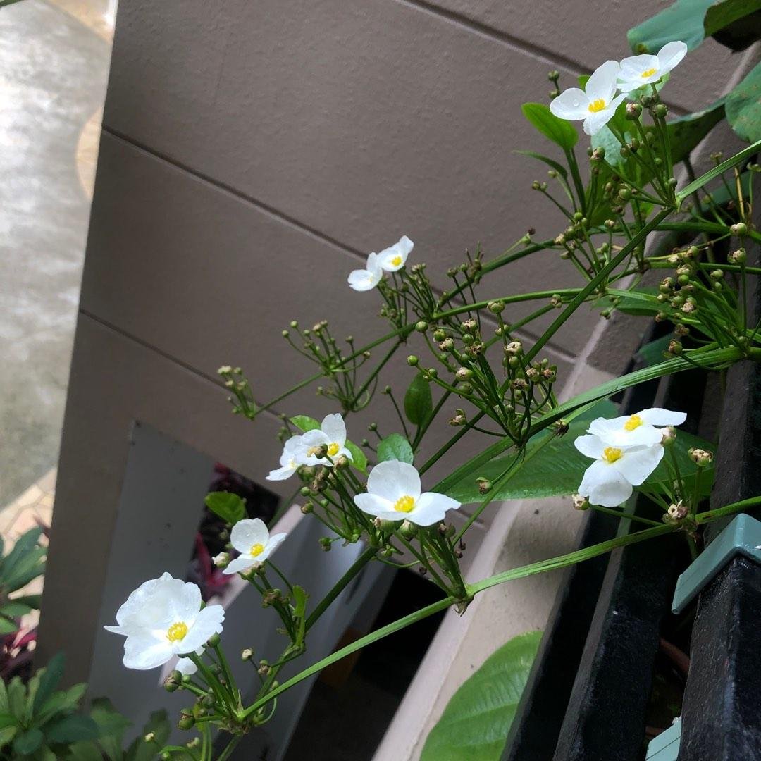 Mexican Sword Plant - Image 3