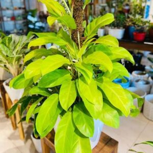 Philodendron Ceylon Golden Plant