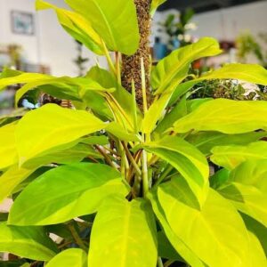 Philodendron Ceylon Golden Plant