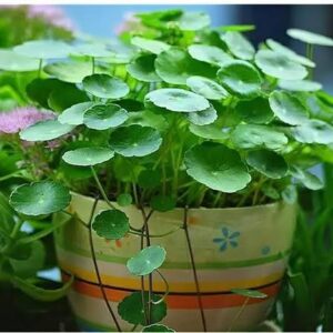 Pennywort - Coin Plant