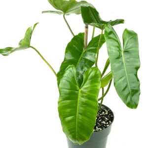 Philodendron burle-marx