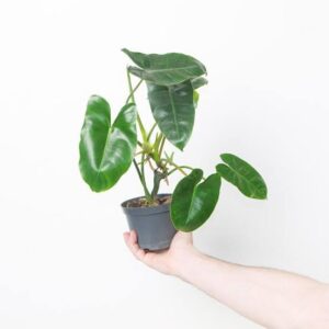 Philodendron burle-marx