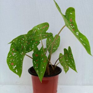 Caladium Tricolor Bulb
