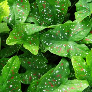 Caladium Tricolor Bulb