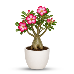 Adinium plant