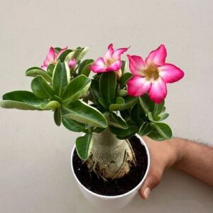 Adinium plant