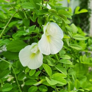 Aparajita white  Butterfly Pea seeds( 05 nos)