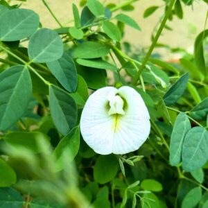Aparajita white  Butterfly Pea seeds( 05 nos)