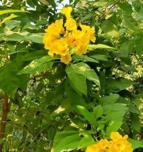 Tecoma yellow plant( gouri chouri)