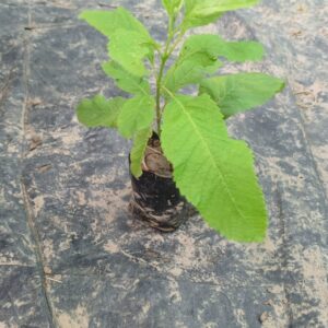 Tecoma yellow plant( gouri chouri)