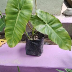 Philodendron burle-marx