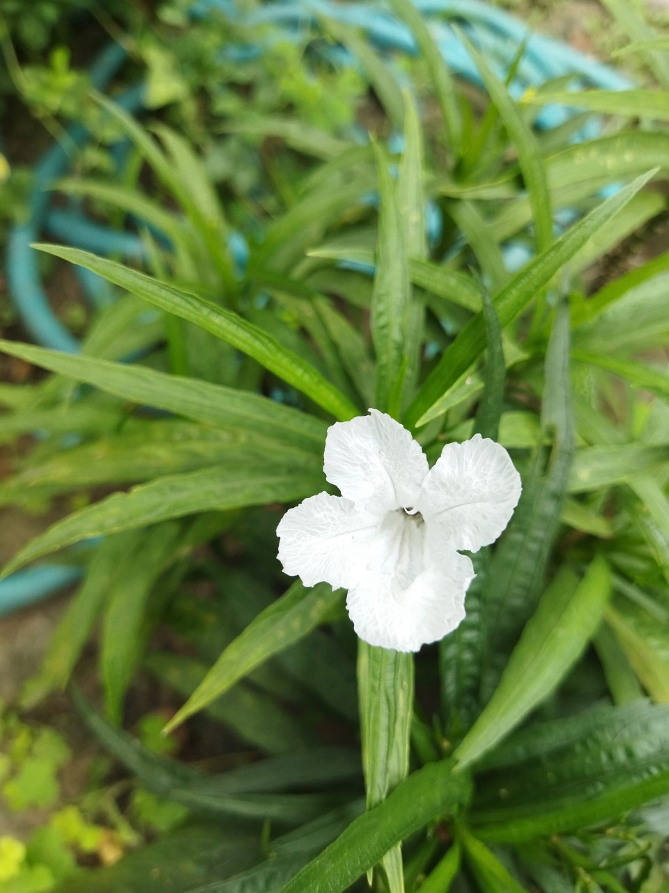 Ruellia Plant (white flower)