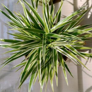 spider Plant (dwarf)