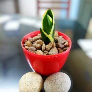 Snake plant Dwarf(yellow)