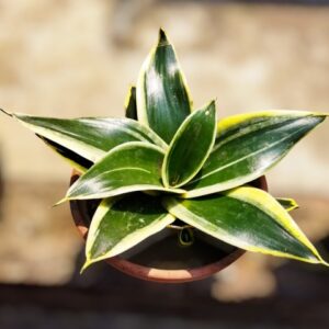 Snake plant Dwarf(yellow)