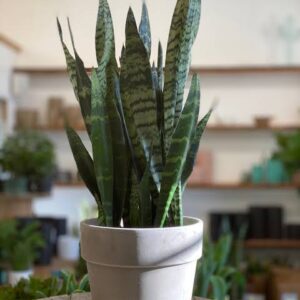 Snake plant ( Black Coral)