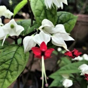 Bleeding Heart Flower Plant