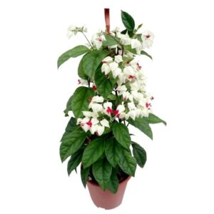 Bleeding Heart Flower Plant