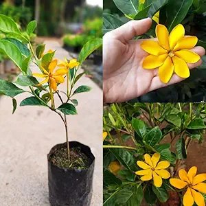 Yellow Gardenia plant